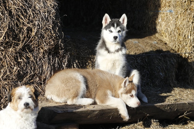 Photo portrait of two dogs