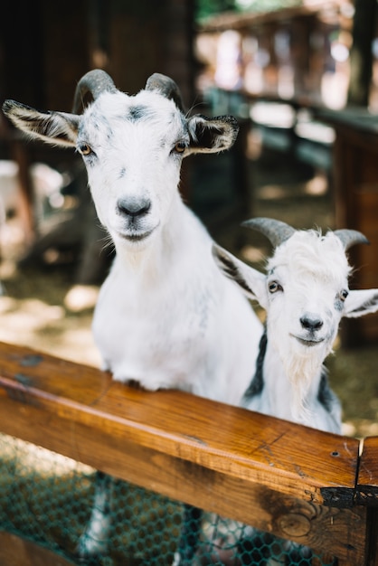 Portrait of two goats in the barn