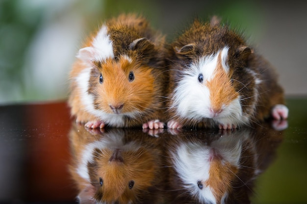 portrait of two guinea pig