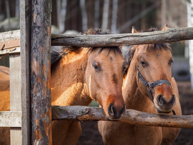 パドックで2頭の馬の肖像画。