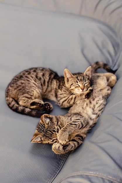 Portrait of two little cute gray striped kitten cat with bright yellow eyes looking straight at camera playing outdoor on a rainy autumn day