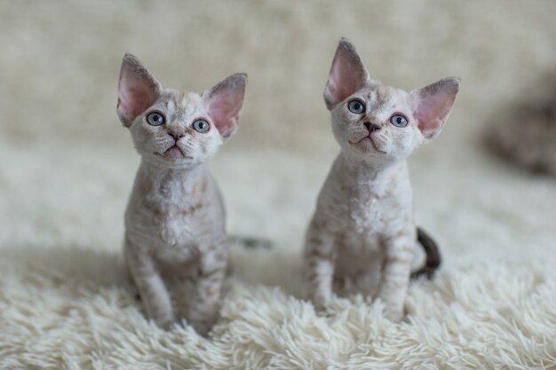 Immagini Gatti Piccoli Vettori Gratuiti Foto Stock E Psd