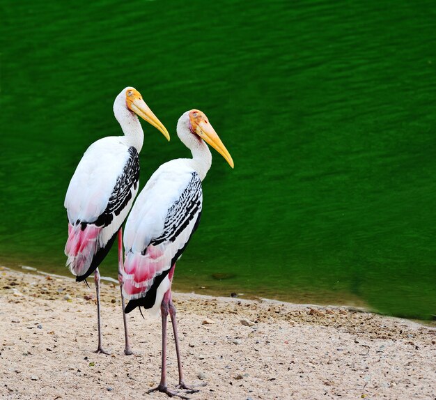 Portrait two painted Stork on sandy floor have water background