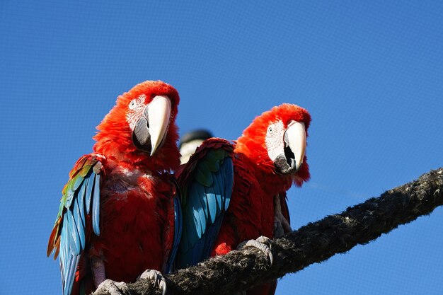 Portrait of two red macaws on a branch The parrot bird is an endangered species