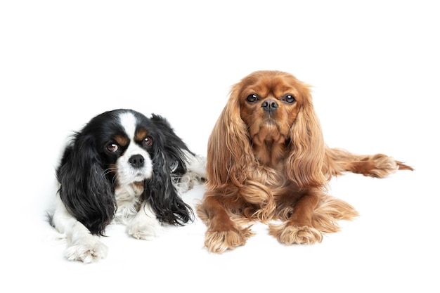 Portrait of two relaxed cavalier spaniels isolated on white background