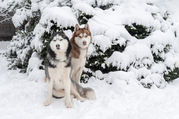 肖像画2匹のシベリアンハスキー犬がウィンターパークの雪の上に座っています