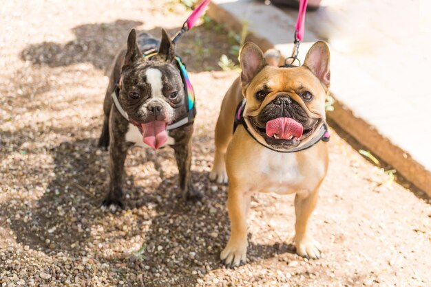 Portrait of two small playful leashed dogs breed