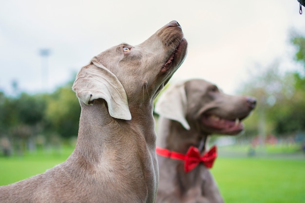 Photo portrait of two weimaraner dogs looking up in the park, on the green grass.