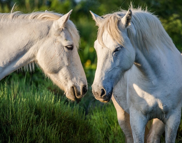 Ritratto di due cavalli bianchi della camargue