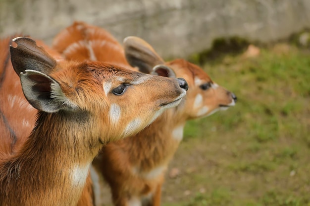 Portrait of two young female sitatunga antelope in the zoo