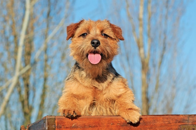 Portrait of Typical Norfolk Terrier dog in outdoos