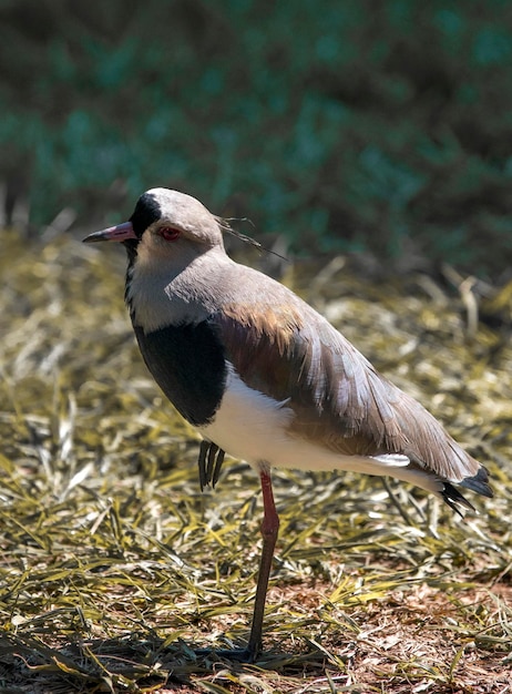 Portrait of a Vanellus chilensis