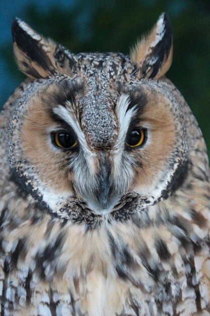 Portrait of variegated plumage owl with a stern look
close-up