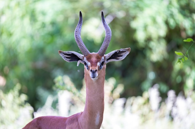 A portrait of a very beautiful antelope