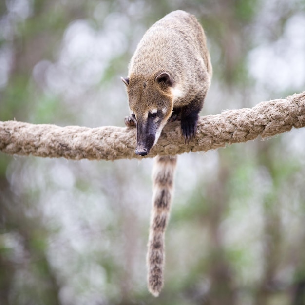 Portrait of a very cute Whitenosed Coati Nasua narica aka Pizote or Antoon Diurnal omnivore mammal