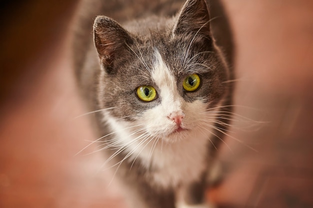 Portrait of a very sweet white and gray cat looking at the viewer with a blurred background