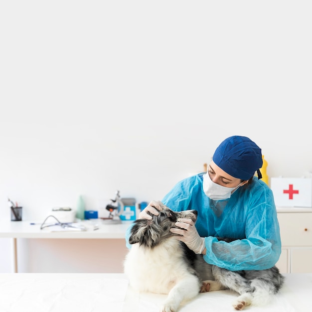 Foto ritratto della femmina veterinaria che esamina il cane in clinica