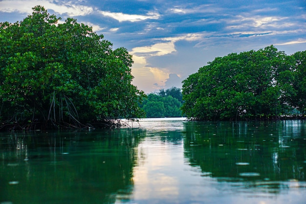 Portrait of a view of tree in the middle of a lake