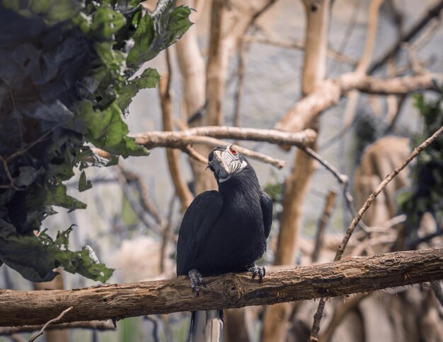 Portrait of VISAYA-TARIKTIK HORNBIRD