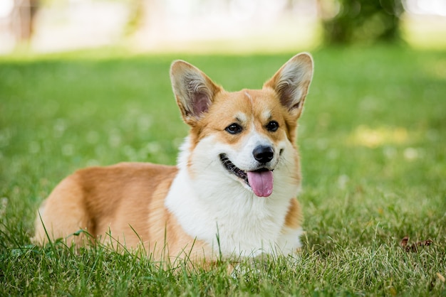 Portrait of welsh corgi pembroke in the city park