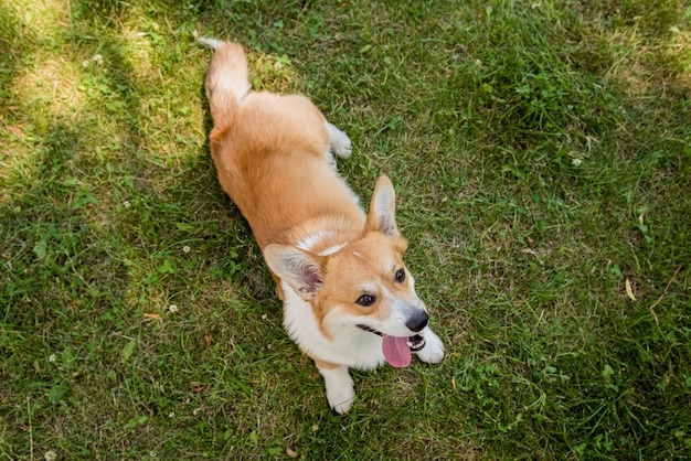 Portrait of welsh corgi pembroke in the city park