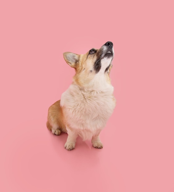 Portrait welsh corgi pembroke dog looking up and begging food Isolated on pink pastel background