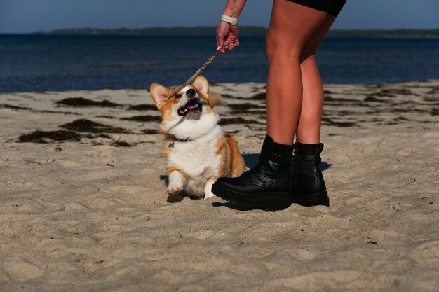 Portrait of welsh corgi pembroke puppy playing with branch on the beach