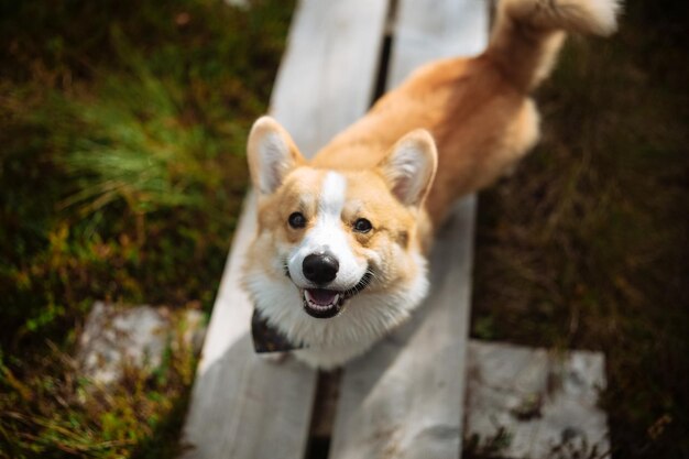 Portrait of welsh corgi pembroke puppy walking on the bog