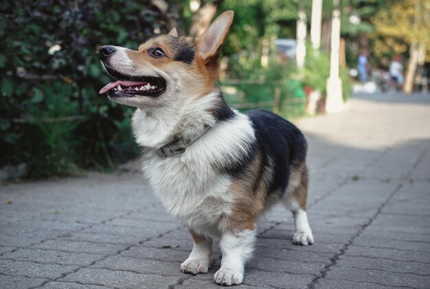 ウェルシュコーギーペンブローク、トリコロール、公園を散歩している犬の肖像画