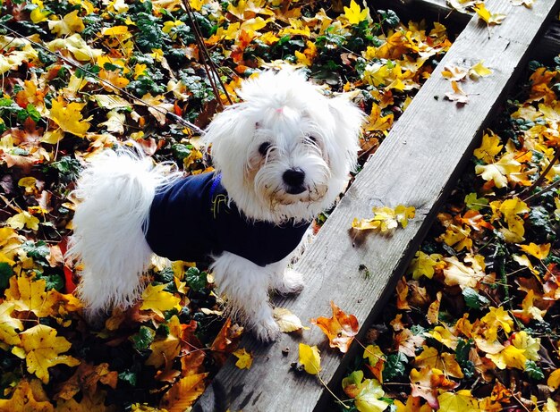 Photo portrait of west highland white terrier puppy in park