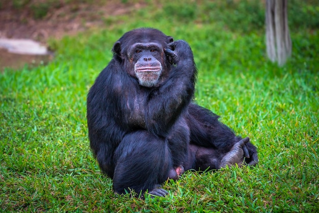 Portrait of western chimpanzee