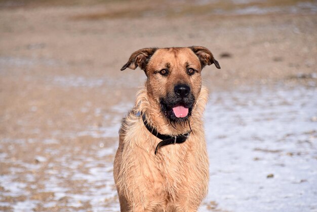 ビーチで ⁇ れた犬の肖像画
