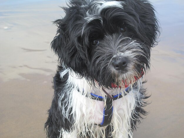 Portrait of wet dog on beach