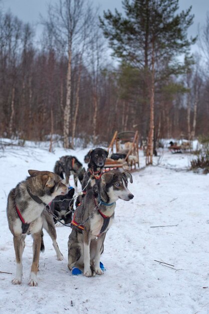 ラップランドでハスキー犬とそりをしているときのポートレート