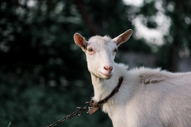 動物農場で草を刈る白い大人のヤギの肖像画