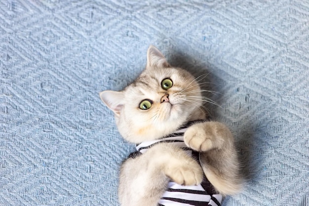 Portrait of white british cat on blanket