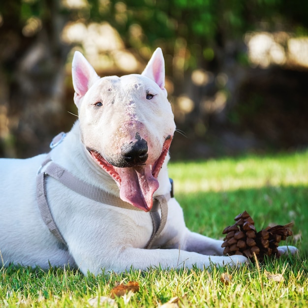 Portrait of a white bull terrier wearing a harness with a large cone lying on green grass outdoors in summer day