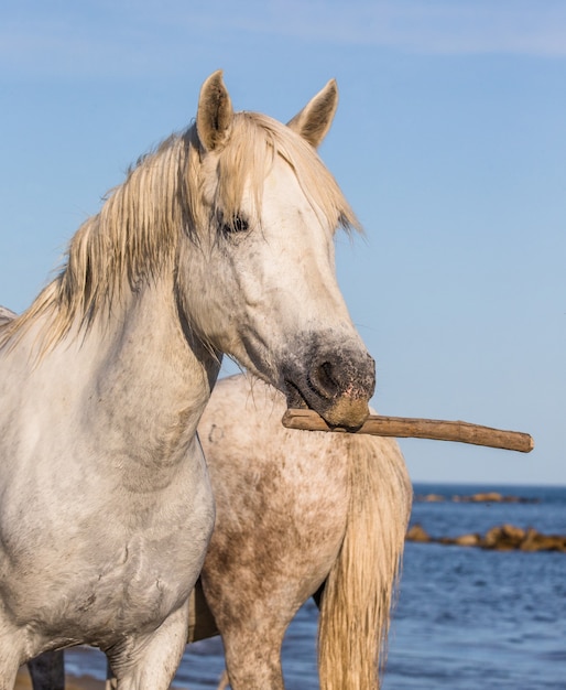 Portrait of a white Camargue horse with a stick in his mouth. Funny picture 