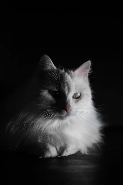 Portrait of a white cat on a black background