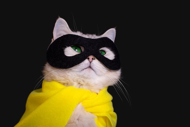 Photo portrait of white cat in a black mask and yellow cape sits on black background looking up