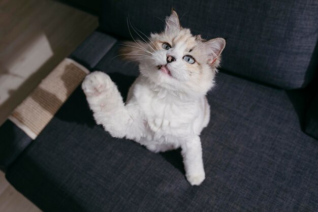 Portrait of white cat at home High quality photo