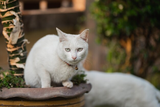 Portrait of white cat at the lawn