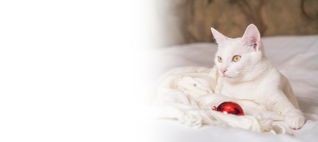 Portrait of a white cat lying on a white bedspread Place for text