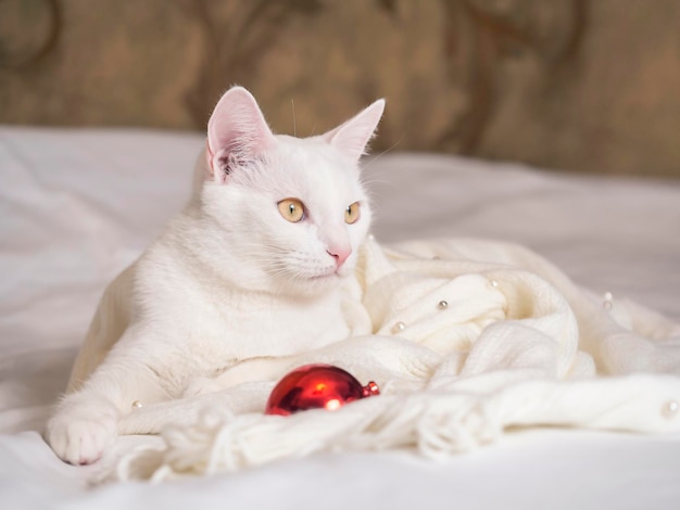 Portrait of a white cat lying on a white bedspread