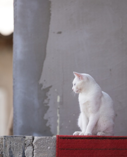 portrait of a white cat outdoors