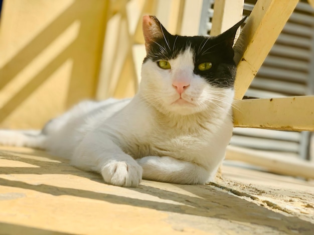 Portrait of white cat resting on floor