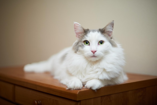 Photo portrait of white cat sitting at home
