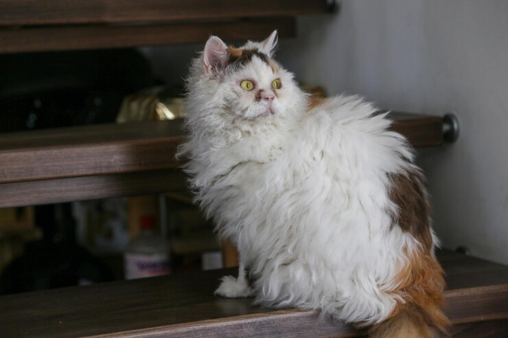 Photo 木製の階段に座っている白い猫の肖像画