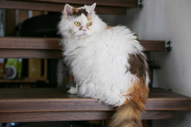 Photo 家の階段にある白い猫の肖像画