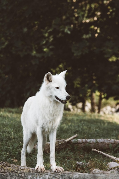 Foto ritratto di un gatto bianco in piedi sul campo